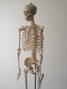 人体全身骨格模型